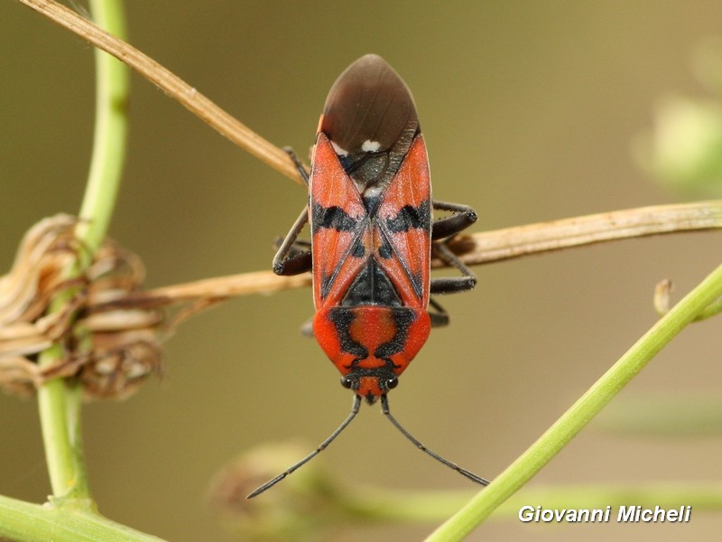 Lygaeidae:   Spilostethus pandurus